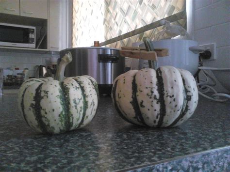 Winter Squash Sweet Dumpling Seeds The Seed Collection
