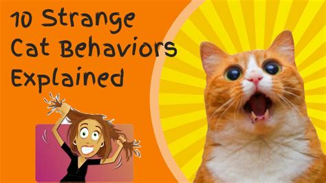 10 Strange Cat Behaviors Explained - Cats Insiders