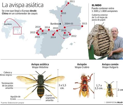 Distribuci N Geogr Fica De Avispas Asi Ticas En El Mundo