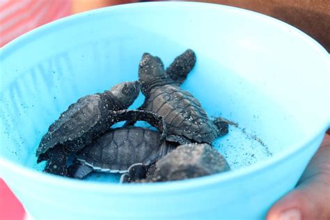 Puerto Escondido Turtle Release Experience