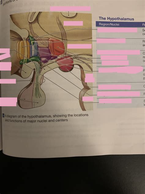 Hypothalamus Locations Of Nuclei And Centers Diagram Quizlet