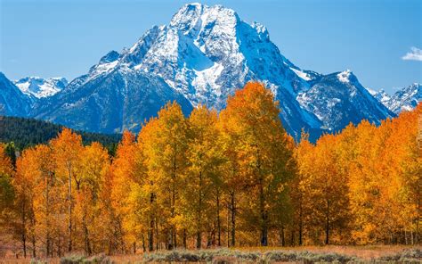 Jesienne drzewa na tle ośnieżonych gór w Parku Narodowym Grand Teton w