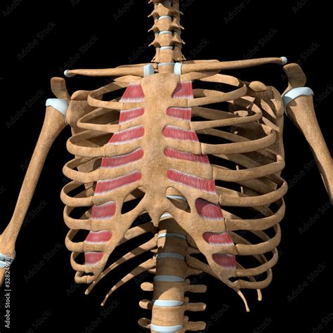 3d Illustration of the Internal Intercostal Muscles on Skeleton Stock Illustration | Adobe Stock