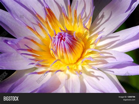 Egyptian Blue Lotus Image & Photo (Free Trial) | Bigstock