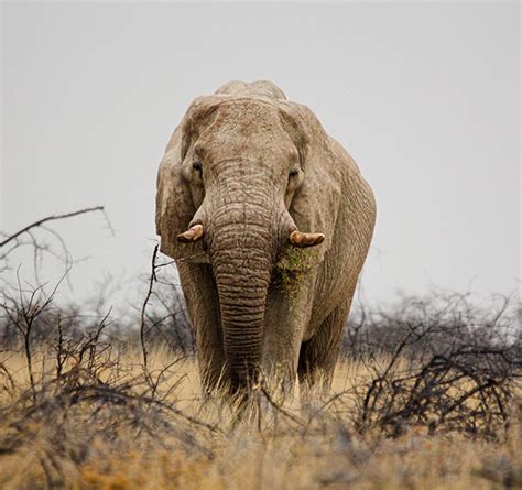 Etosha National Park Namibia on Behance