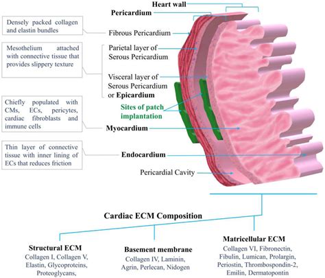 Cellular And Extracellular Matrix Ecm Composition Of The Pericardium