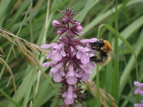 Get To Know Your Male Bumblebees Natural History Society Of Northumbria