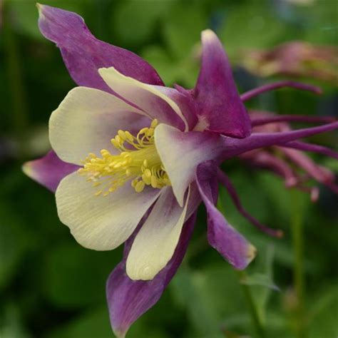 Aquilegia X Hybrida PAS1258488 Aquilegia Earlybird Purple Yellow