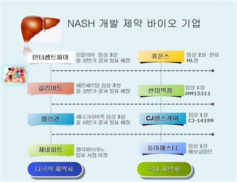 30조 Nash 치료제 시장 시장 선점 경쟁 ‘본격화