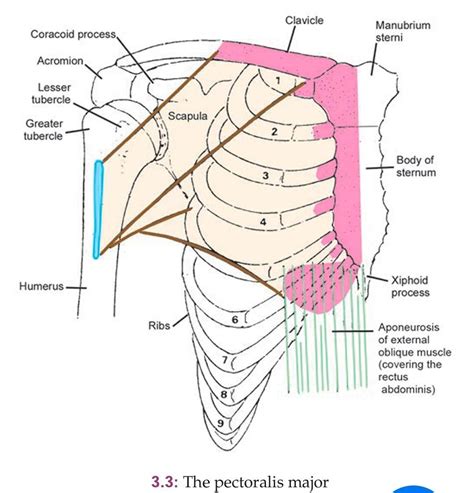 Pin by Ha Ha on Antomy plays | Muscle anatomy, Anatomy, Triangle tattoo