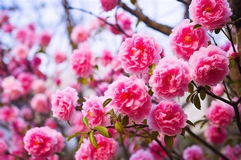 Pink Peony Flowers Peony Blossoms Fb 4 Background High Resolution