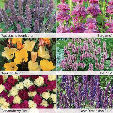 Perennial Fragrant Collection Plug Plants Thompson And Morgan