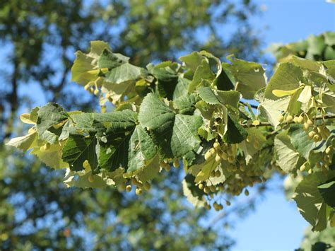 Silber Linde Tilia Tomentosa Baumschule Horstmann