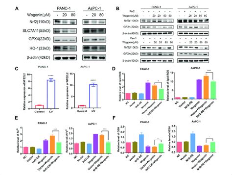 Overexpression Of Nrf2 Contributed To Wogonin Induced Ferroptosis In