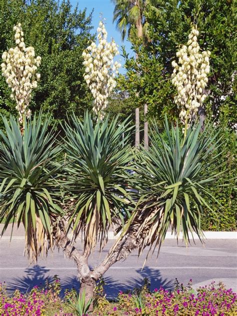 Tips And Information About Yucca Gardening Know How