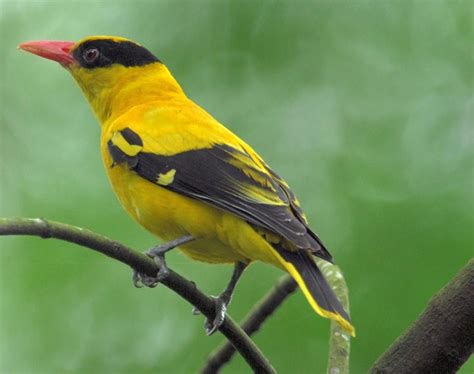 Pretty Birds Beautiful Birds Islas Andaman Fauna Golden Oriole