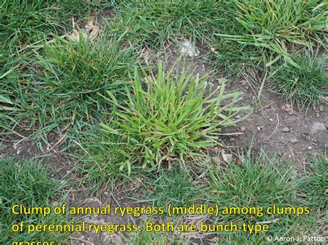 Purdue Turf Tips Annual Ryegrass Showing Up In Lawns