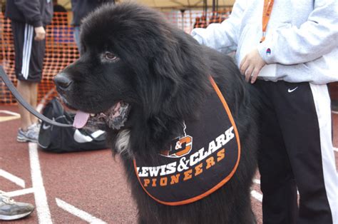 Newfoundland mascot “Pio” featured in Oregonian • The Source • Lewis & Clark