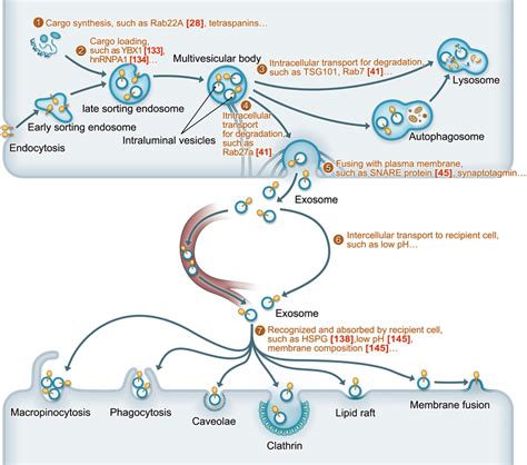 A Schematic Representation For The Biological Process Of Exosomes And