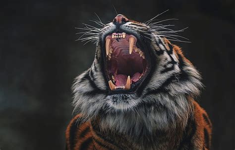 Language Face Tiger Pose The Dark Background Teeth Mouth Fangs