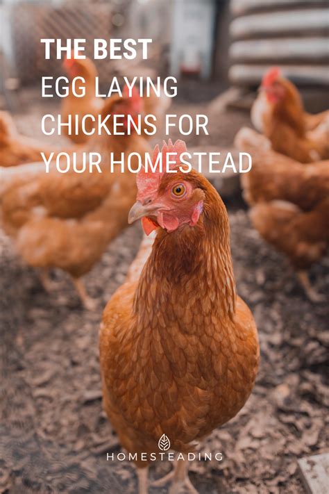 The Best Egg Laying Chickens For Your Homestead Homesteading In 2020