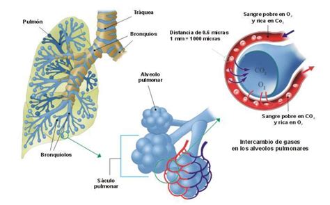 Parénquima Pulmonar