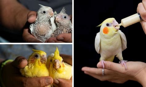 Breeding Yellow Cockatiel: What You Need to Know About It