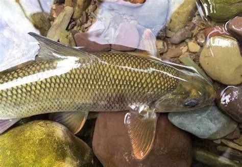 泰山精靈——赤鱗魚 每日頭條