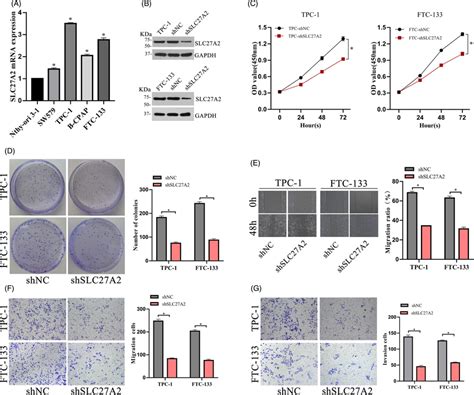 Slc27a2 Silencing Inhibited The Proliferation And Migration Of Dtc A