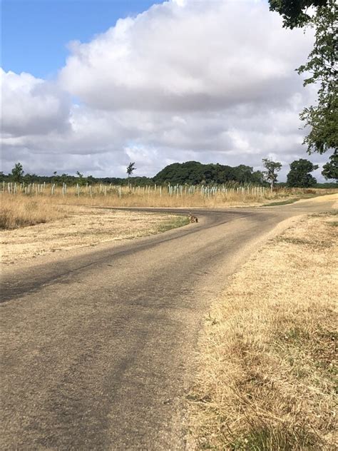 Junction Of Estate Roads At Holkham Eirian Evans Cc By Sa