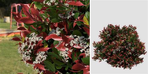 Red Tip Photinia Species Pack (vfx) – SpeedTree