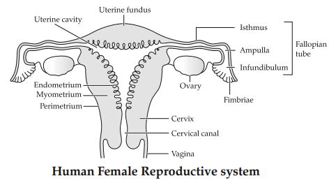 Draw Diagrammatic Sectional View Of The Female Reproductive System Of Hum