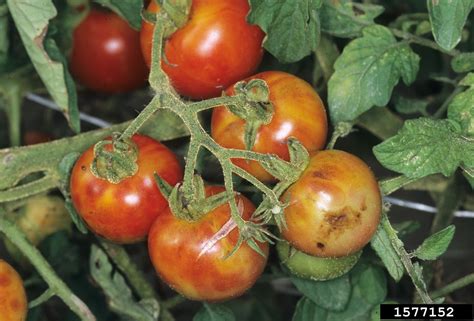 Tomato Spotted Wilt 481