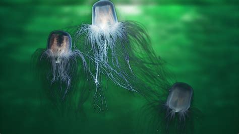 Immortal jellyfish may prevent human aging, research says