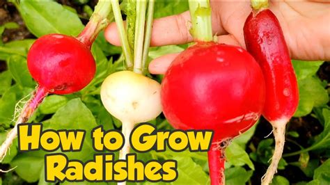 How To Grow Radishes In 4 Weeks Complete Guide Manila London Organic Garden Gardening