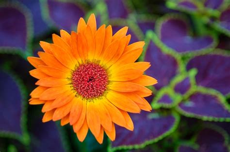 Premium Photo | Orange gerbera daisy