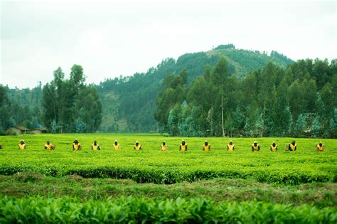 Tea pluckers trained by Rwanda Mountain Tea & NAEB - Made-in-Rwanda TRIBUNE
