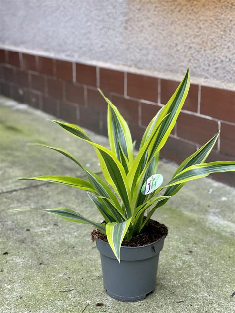 Dracaena Lemon Lime Dracena Jungle Boogie