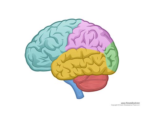 Divisions Du Sn Parties Du Cerveau Diagram Quizlet