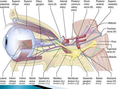 Surgical anatomy of 3rd , 4th and 6th cranial nerves