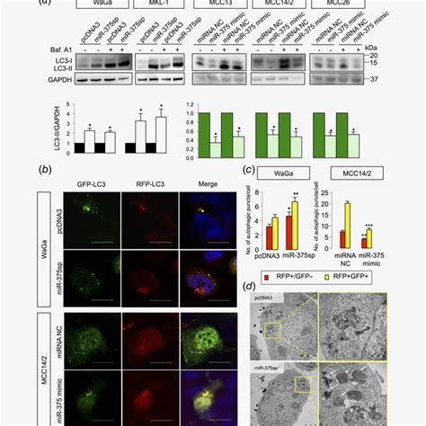 MiR 375 Regulates Autophagy In MCC Cells A MCPyV Cell Lines Were