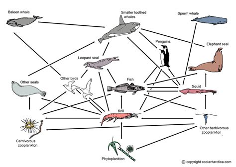 Antarctic food web and food chains