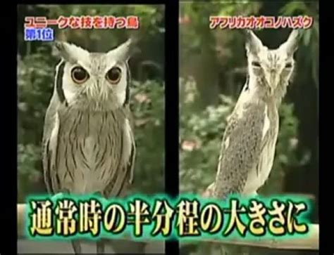 Le hibou transformer Vidéo Dailymotion