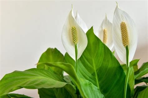 How To Grow And Care For Peace Lilies Gardeners Path