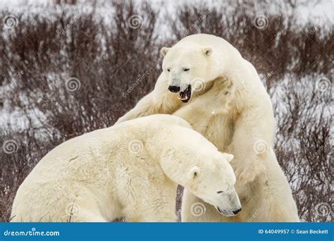 Polar bear roar and fight stock image. Image of fight - 64049957