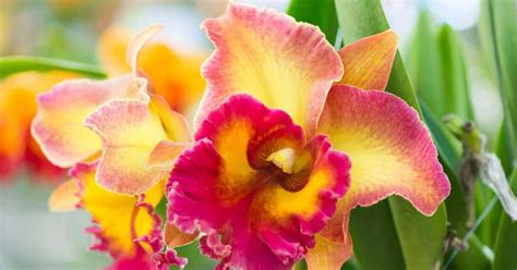 Cattleya Orchid Hybrids In Our Basement Greenhouse