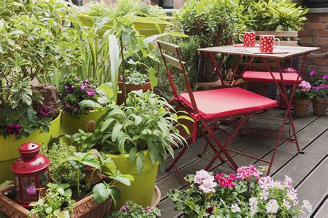 Large Patio Plants