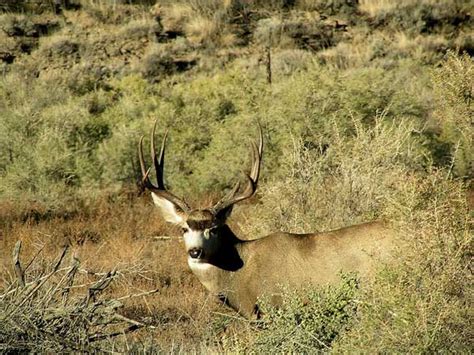 Wildlife Profile / Mule Deer | Nevada Trivia