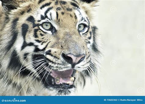 Angry Face Of Royal Bengal Tiger Panthera Tigris India Stock Photo