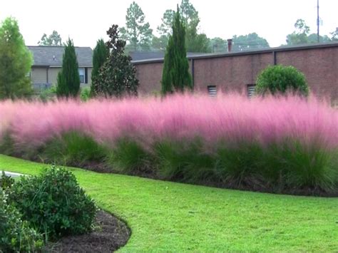 400 Impressive Pink Pampas grass Yard Ornamental Grass Seeds - Annual ...